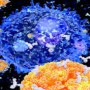 Study says even mild illness can boost immunity in coronavirus patients