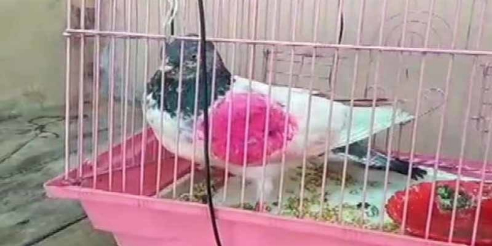 India claims to capture 'another Pakistani spy pigeon' in IoK