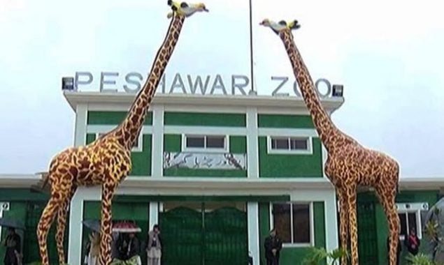 Chronic diarrhea kills African Giraffe at Peshawar Zoo