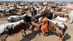 govt bans cattle markets due to coronavirus pandemic