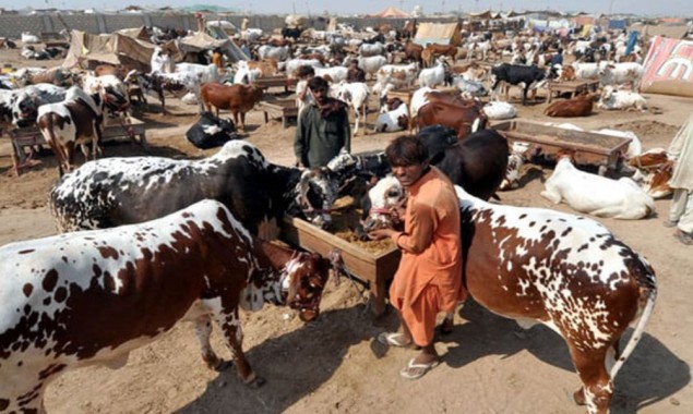 Govt bans cattle markets due to coronavirus pandemic