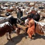 Govt bans cattle markets due to coronavirus pandemic