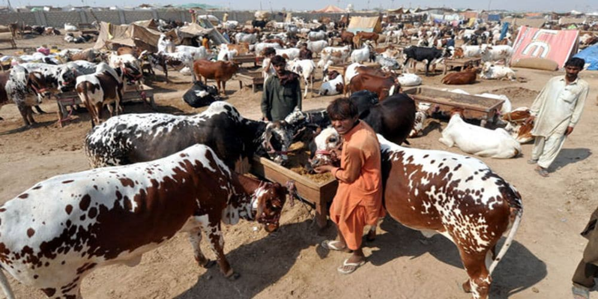 govt bans cattle markets due to coronavirus pandemic