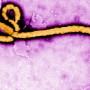 After coronavirus, 5 people died due to Ebola in Congo