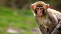 Drunkard Monkey sentenced to life in India