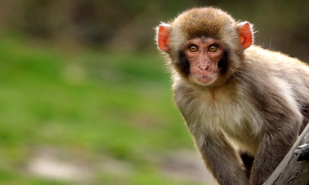 Drunkard Monkey sentenced to life in India