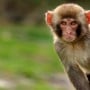 Drunkard Monkey sentenced to life in India