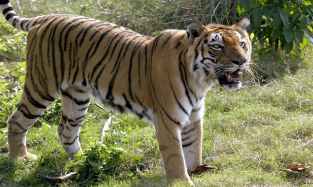 Man-eater Tiger