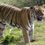 Man-eater Tiger sentenced to life in captivity in Madhya Pradesh