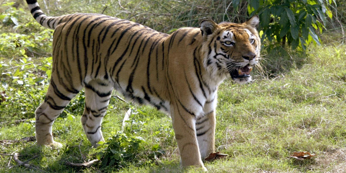 Man-eater Tiger