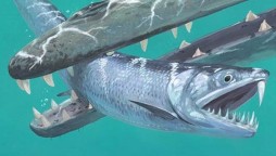 Ancient fossil of saber-toothed fish unearthed in Pakistan