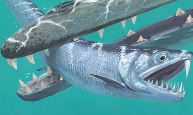 Ancient fossil of saber-toothed fish unearthed in Pakistan