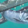 Ancient fossil of saber-toothed fish unearthed in Pakistan
