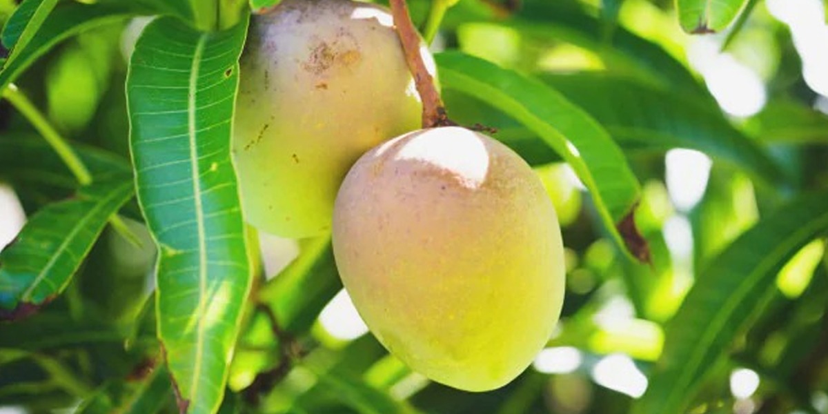 The medical benefits of mango leaves