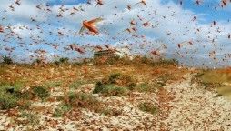 More Locust swarms feared to be entered via Oman, Iran and Africa: Fakhr Imam