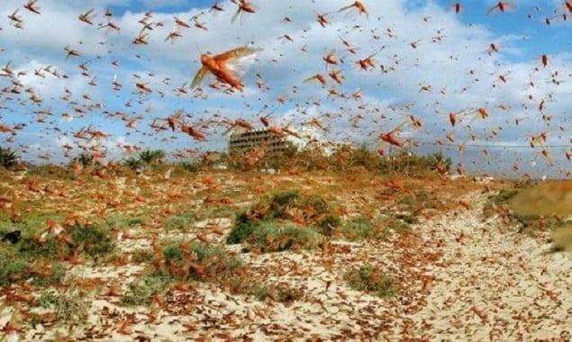 More Locust swarms feared to be entered via Oman, Iran and Africa: Fakhr Imam