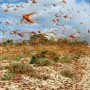 More Locust swarms feared to be entered via Oman, Iran and Africa: Fakhr Imam