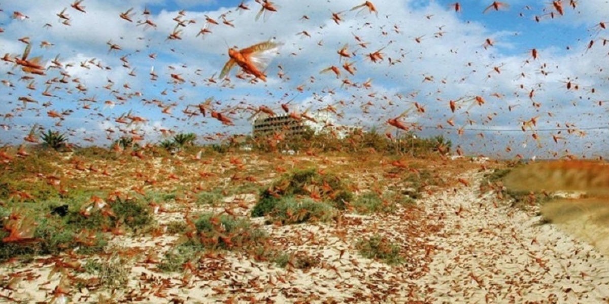 More Locust swarms feared to be entered via Oman, Iran and Africa: Fakhr Imam