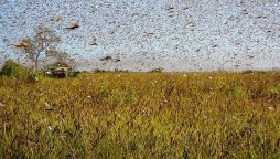 Govt announces to make organic Fertilizers from Locusts