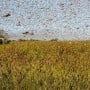 Govt announces to make organic Fertilizers from Locusts