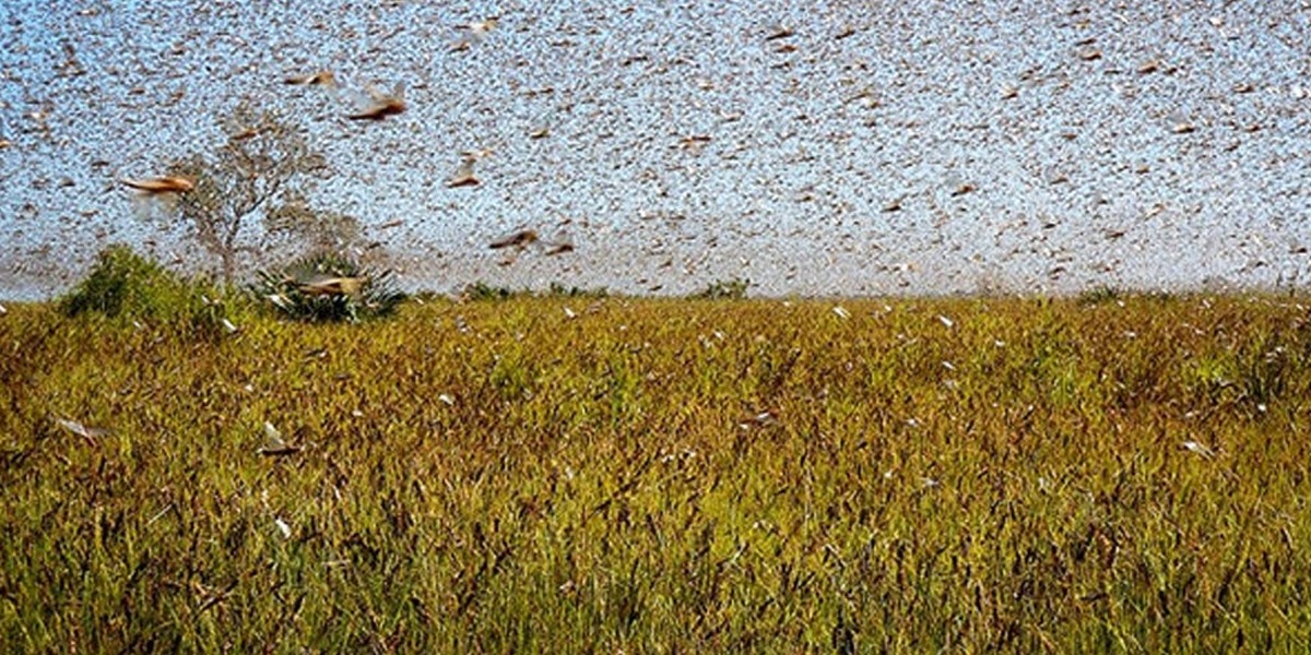 Govt announces to make organic Fertilizers from Locusts