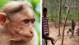 Monkey hanged till death in India by Villagers