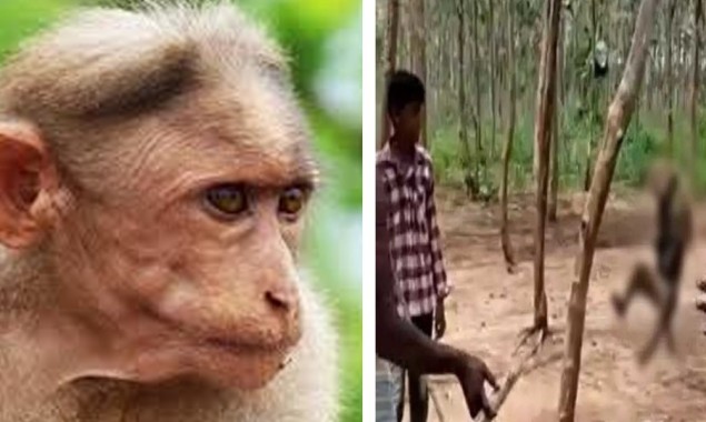 Monkey hanged till death in India by Villagers