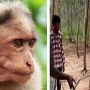 Monkey hanged till death in India by Villagers