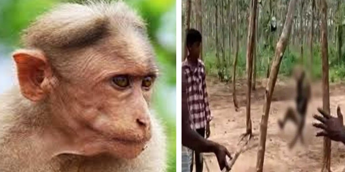 Monkey hanged till death in India by Villagers