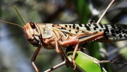 More than 5,000 sq km area in 46 districts cleared from locusts