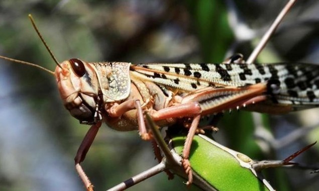 More than 5,000 sq km area in 46 districts cleared from locusts