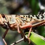 More than 5,000 sq km area in 46 districts cleared from locusts