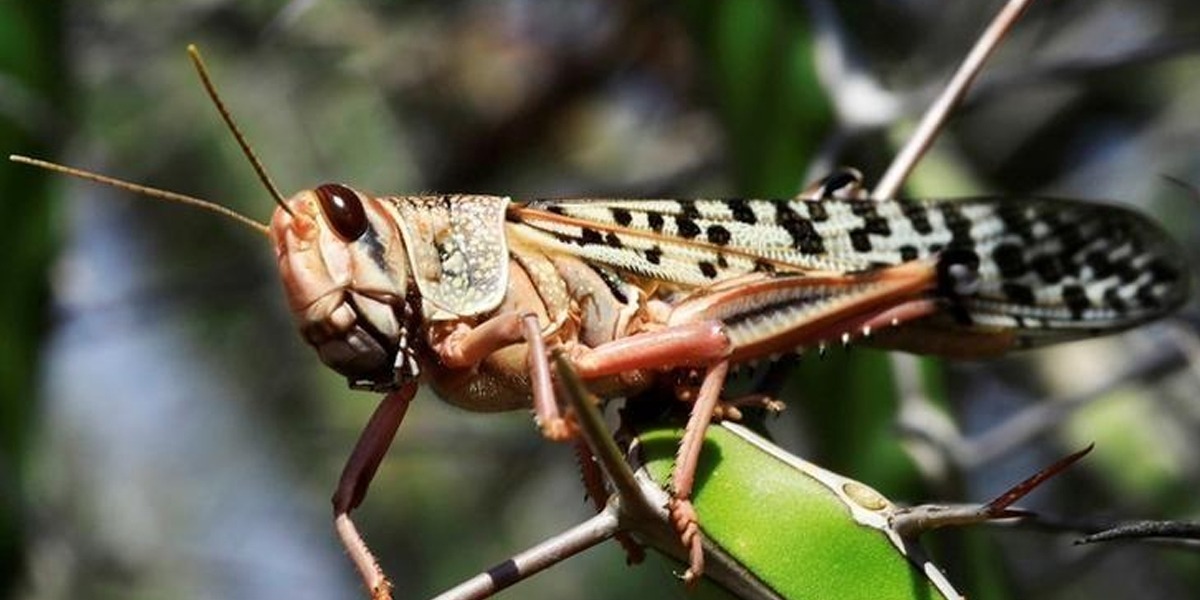 More than 5,000 sq km area in 46 districts cleared from locusts