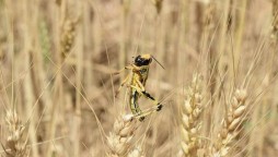 Locust infestation is a bigger economic threat than Coronavirus to Pakistan