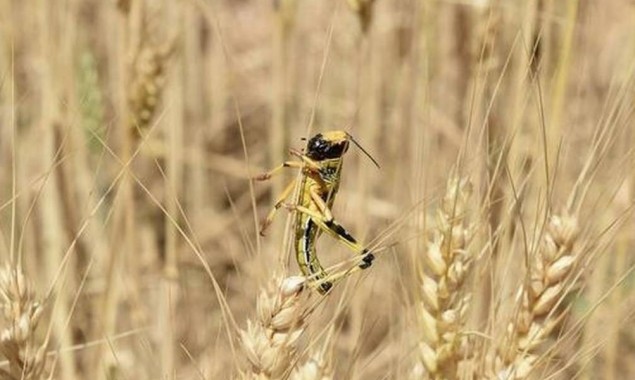 Locust infestation is a bigger economic threat than Coronavirus to Pakistan