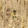 Locust infestation is a bigger economic threat than Coronavirus to Pakistan