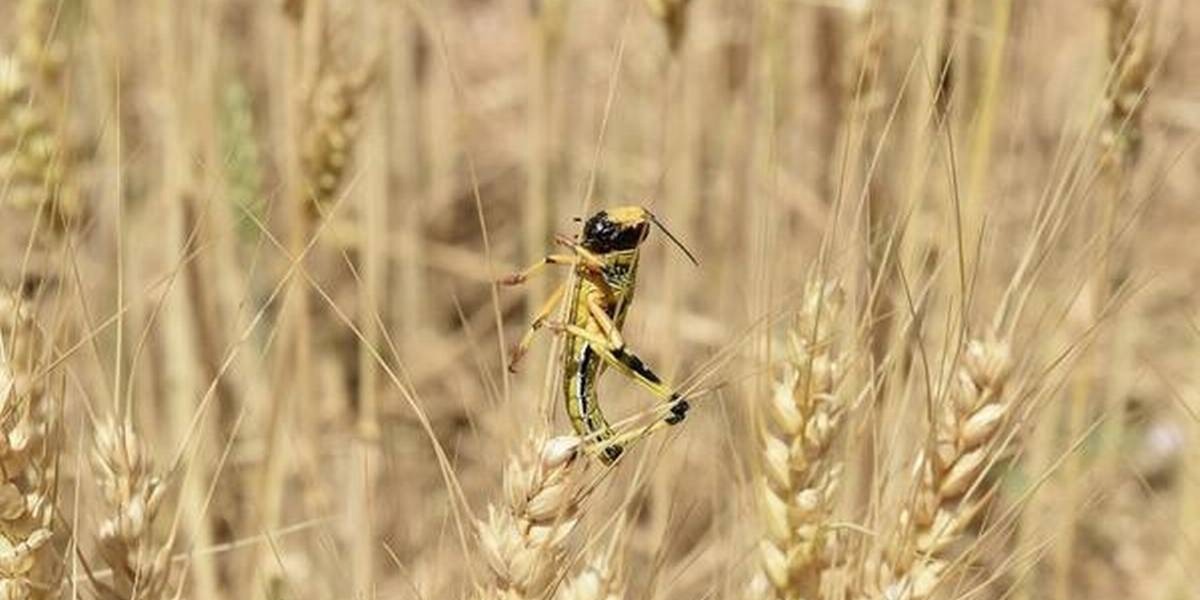 Locust infestation is a bigger economic threat than Coronavirus to Pakistan