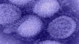 Another flu virus with 'pandemic potential' found in China