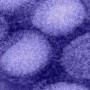 Another flu virus with ‘pandemic potential’ found in China