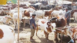 Precautions you should follow while going cattle markets (Cow mandi)