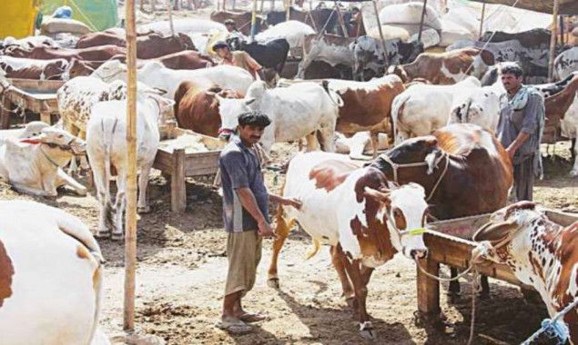 Eid ul Adha: Commissioner Karachi approves collective sacrifice of animals