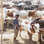 Precautions you should follow while going cattle markets (Cow mandi)