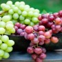 Grapes associated with lower Alzheimer’s risk, study suggests