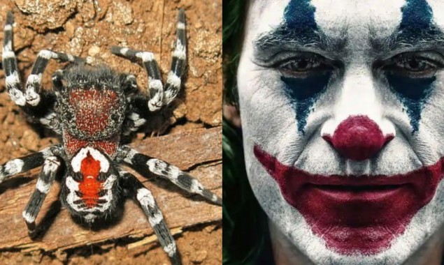 New spider species named after actor Joaquin Phoenix