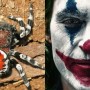 New spider species named after actor Joaquin Phoenix