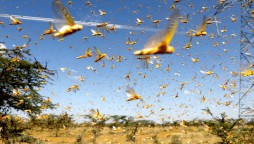 Locust breeding in Tharparkar, Nara and Cholistan, UN issues warning