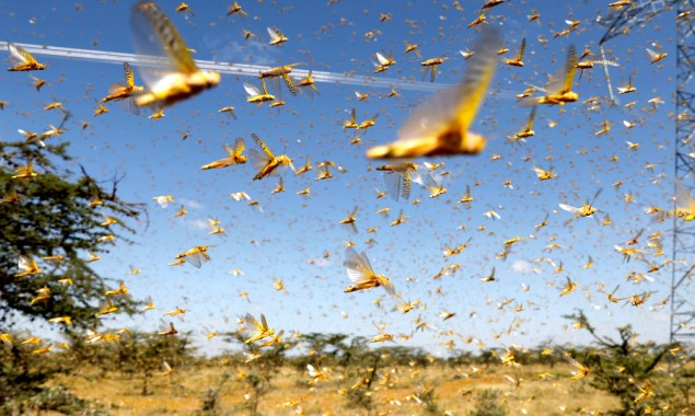 Locusts breeding in Tharparkar, Nara and Cholistan, UN issues warning