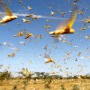 37 percent of country’s total area vulnerable to desert locust