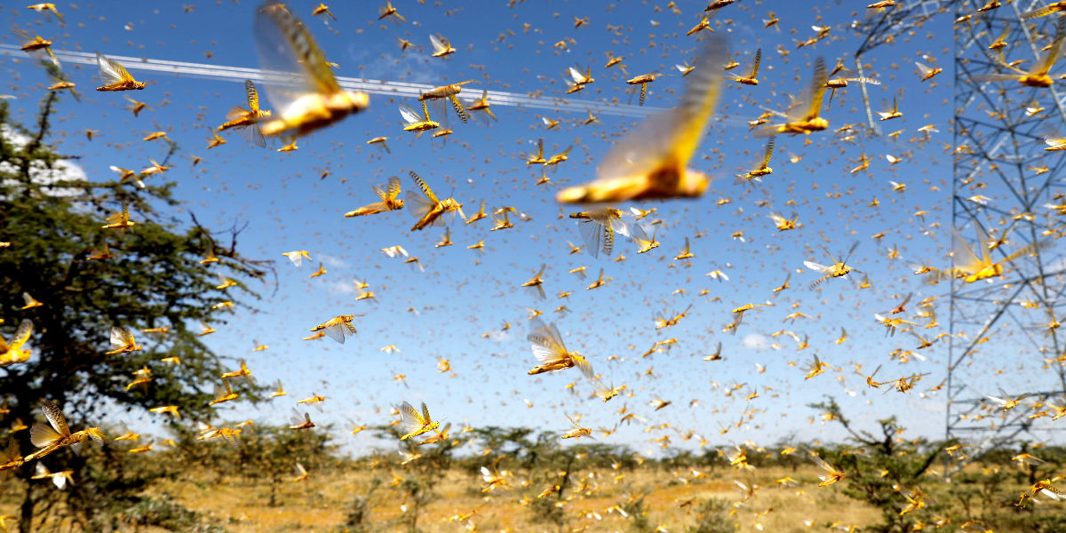 Locust breeding in Tharparkar, Nara and Cholistan, UN issues warning