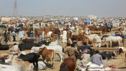 cattle market